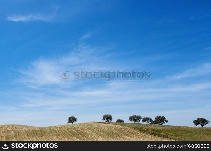 Countryside landscape with lonely trees at the hill