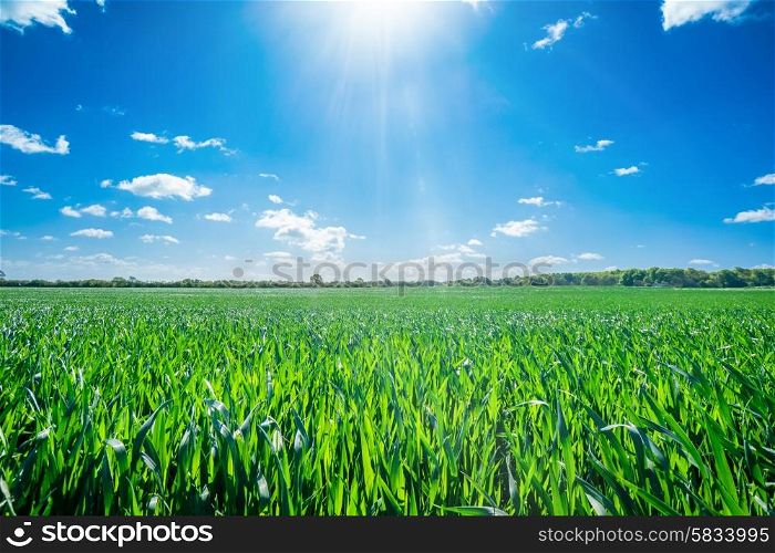 Countryside landscape with sunny weather