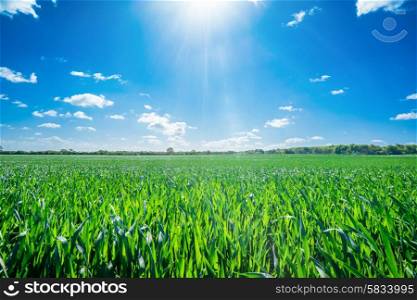 Countryside landscape with sunny weather