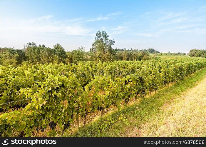 Countryside landscape with vineyard. Agricultural scenery. Rural panorama.