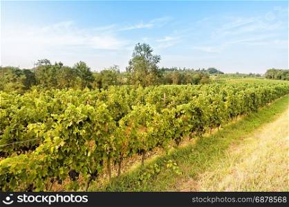 Countryside landscape with vineyard. Agricultural scenery. Rural panorama.