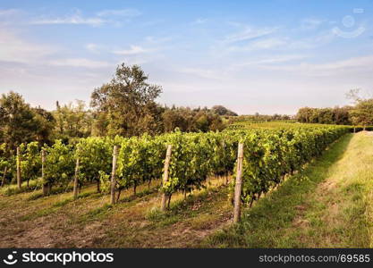 Countryside landscape with vineyard. Agricultural scenery. Rural panorama.