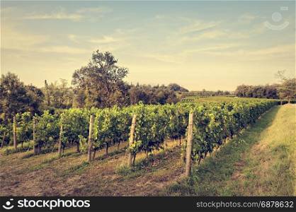 Countryside landscape with vineyard. Agricultural scenery. Rural panorama. Photo with vintage effect.
