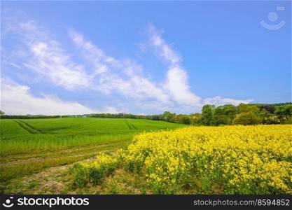 Countryside landscape with yellow canola and green fields in the summer and a blue sky