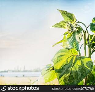 Countryside outdoor nature background with green sunflower at sky background. Summer nature
