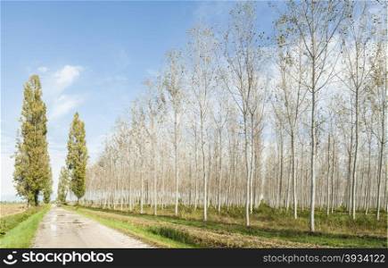 Countryside panorama. aspen forest and country road