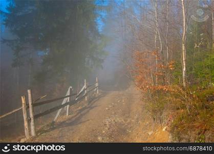 Countryside road trough the misty forest in the sunshine morning