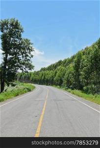 Countryside road with Eucalyptus tree