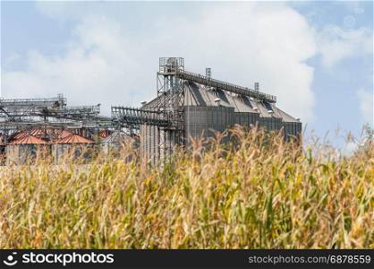 Countryside scenery. Set of agricultural storage silos , in foreground plants of corn.