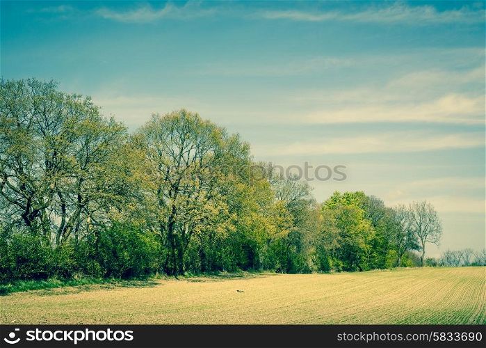 Countryside scenery with trees on a field