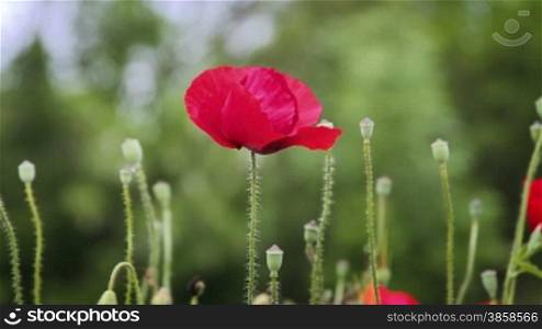 Countryside shot with red poppy flower