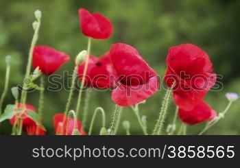 Countryside shot with red poppy flowers