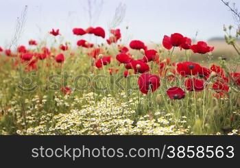 Countryside shot with red poppy flowers and chamomile plant