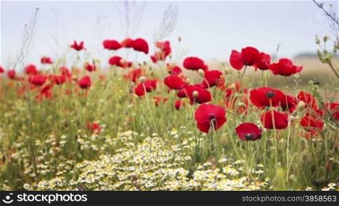 Countryside shot with red poppy flowers and chamomile plant