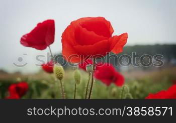 Countryside shot with red poppy flowers and trees in the background