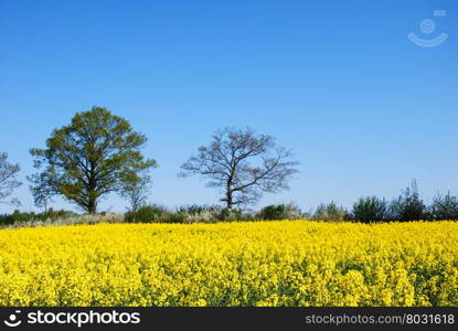 Countryside springtime with trees by a blossom canola field