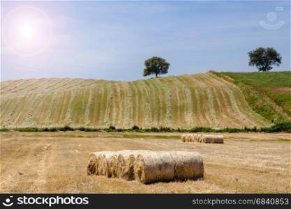 Countryside summer landscape. Farm field and harvest view