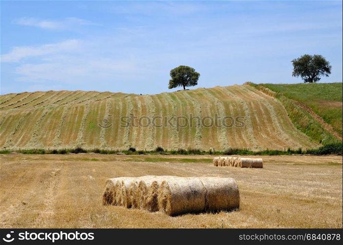 Countryside summer landscape. Farm field and harvest view