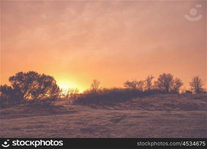 Countryside sunrise with trees and violet sky