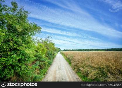 Countryside trail with green bush and fields covering the beautiful landscape and with a blue sky above