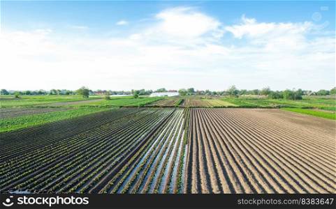 Countryside view of a field half-planted with eggplant. Well watering system. Growing food. Abundant water resources for agriculture. Traditional agro-industry. Agriculture land and farming