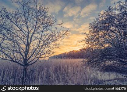 Countryside winter landscape with trees in the sunrise