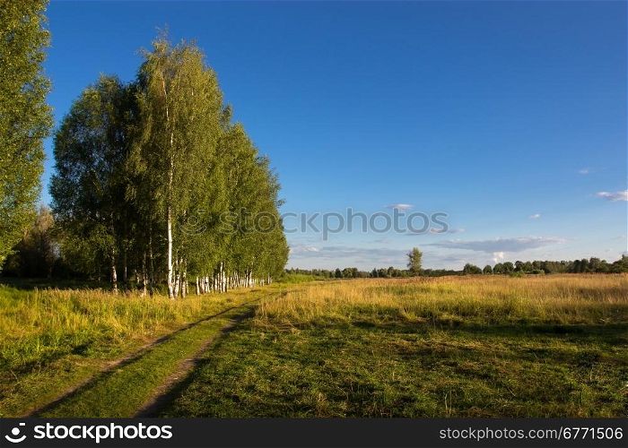 Countryside with a birch grove, ourdoors shot, summer