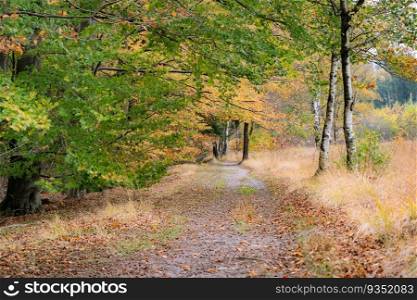 Countryside with small nature gravel footpath and colorful trees in the forest at autumn. Gravel stone footpath through a small park with a vibrant trees on both sides of the park trail. 