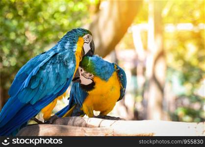 Couple birds on branch tree in the nature / yellow and blue wing macaw birds parrot ara ararauna