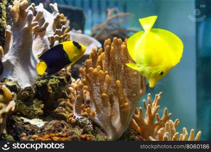 Couple bright fishes zebrasoma and angel swimming in aquarium tank