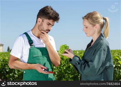 couple checking the grapes quality