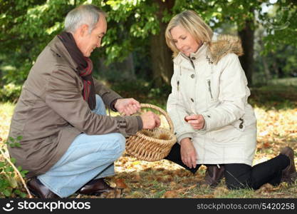 Couple collecting chestnuts in the woods