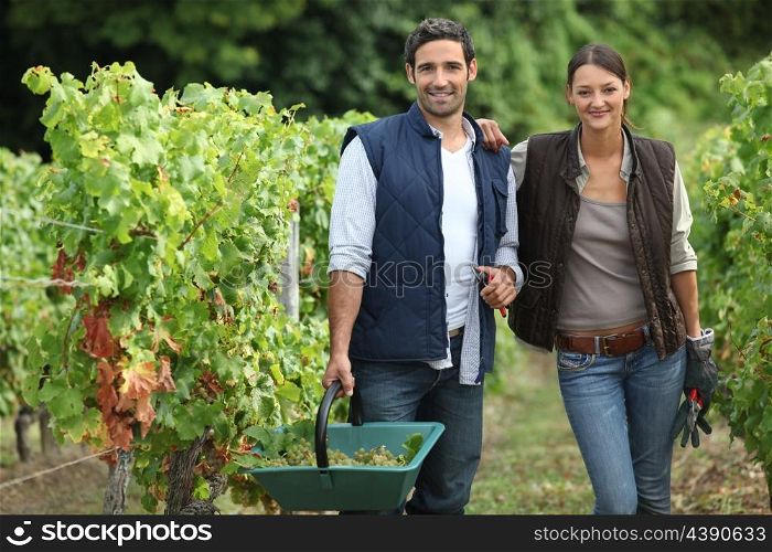 couple collecting grapes from vines