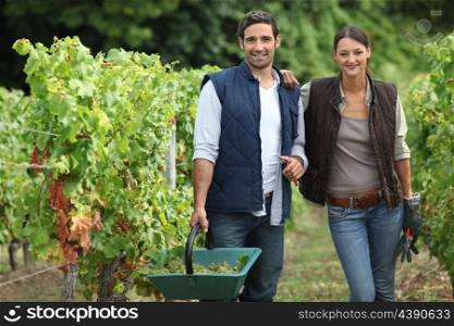 couple collecting grapes from vines