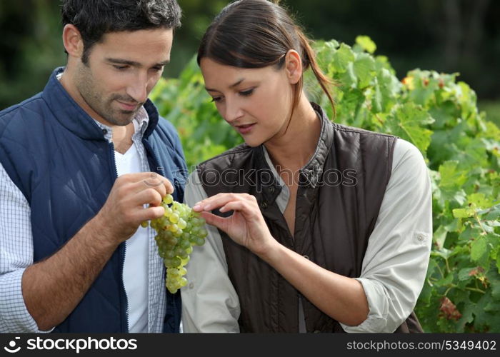 Couple examining grape vine