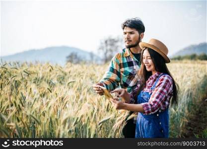 Couple farmer looking barley field harvesting season