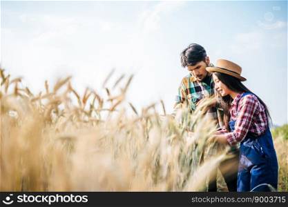 Couple farmer looking barley field harvesting season