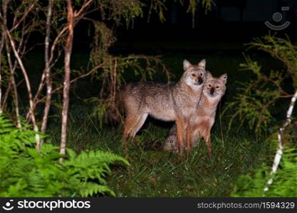 Couple Golden Jackal or Reed Wolf mating on a grassland at night. Soft focus on jackal.