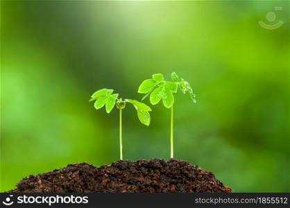Couple green young tropical plants growing on fertile soil in rain season. Plants seedling. Germination process of plants, radicle, cotyledon, and leaf. Green natural blurred in the backgrounds.