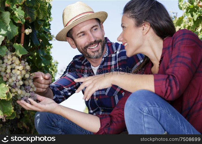couple harvesting grapes in the vineyard