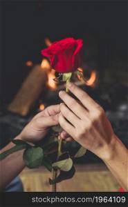 couple holding bright red rose hands. High resolution photo. couple holding bright red rose hands. High quality photo