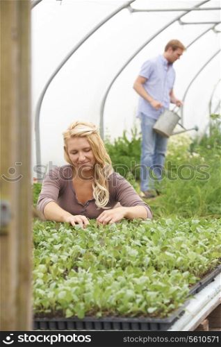 Couple In Greenhouse On Organic Farm Checking Plants