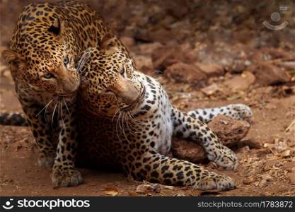 Couple Indochinese leopard grooming as playing on dirt ground. Focus on leopard head.