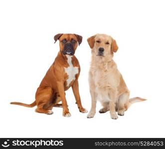 Couple of adult dogs isolated on a white background