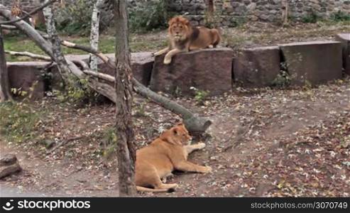 couple of African lions resting in autumn zoo aviary, lioness is pregnant