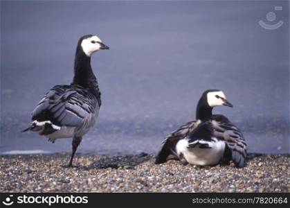 Couple of Barnacle Goose standing on the lake beach