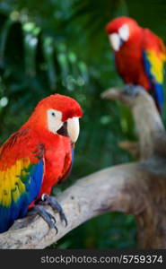 couple of beautiful macaws, on Xcaret, Yucatan, Mexico