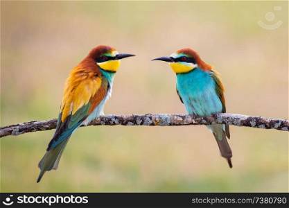 Couple of bee-eaters on a branch falling in love