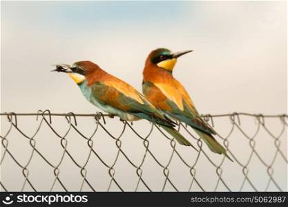Couple of bee-eaters on a metallic fence