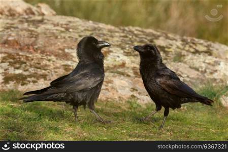 Couple of black crows. Corvus corone